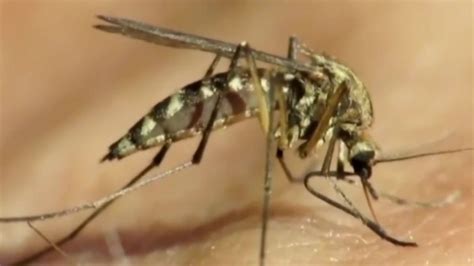 EEE found in mosquitos in Mass. for the first time this year